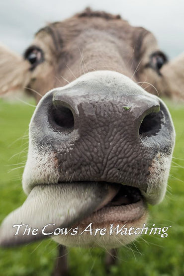 The Cows Are Watching