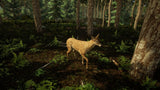 Animal Doctor